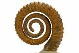 Early Devonian Ammonoid (Anetoceras) - Tazarine, Morocco #312715-2